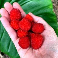 Саджанець Сунична малина Юстина в контейнері